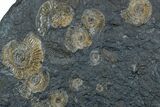 Dactylioceras Ammonite Cluster - Posidonia Shale, Germany #169469-1